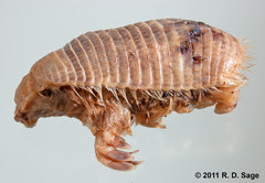 Chlamyphorus truncatus