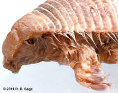 Chlamyphorus truncatus