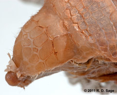 Chlamyphorus truncatus