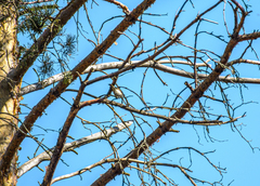 Phylloscopus collybita