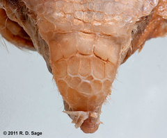 Chlamyphorus truncatus