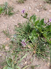 Chorispora tenella