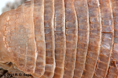 Chlamyphorus truncatus