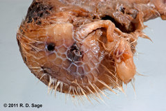 Chlamyphorus truncatus