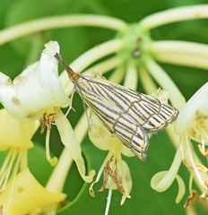 Chrysocramboides craterella