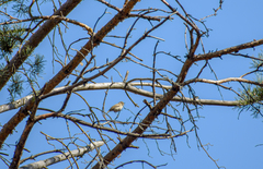 Phylloscopus collybita