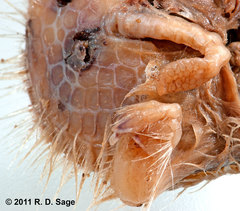 Chlamyphorus truncatus