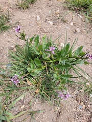 Chorispora tenella