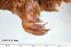 Chlamyphorus truncatus