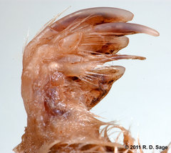 Chlamyphorus truncatus