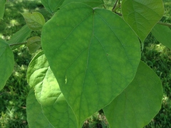 Magnoliopsida