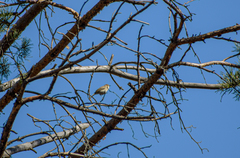 Phylloscopus collybita