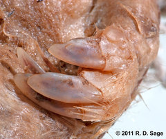 Chlamyphorus truncatus