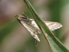 Epipagis