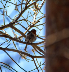 Erithacus rubecula