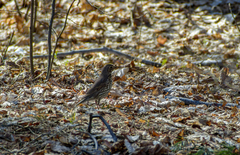Turdus philomelos