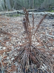 Matteuccia struthiopteris