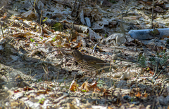 Turdus philomelos