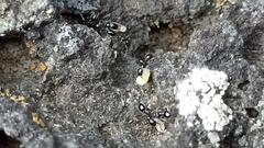 Monomorium carbonarium