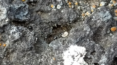 Monomorium carbonarium