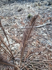 Matteuccia struthiopteris