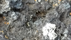 Monomorium carbonarium