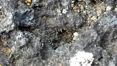 Monomorium carbonarium