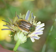 Eulasia pareyssei