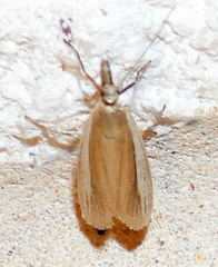 Tampa dimediatella