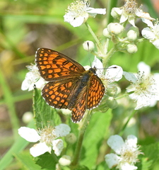 Melitaea athalia