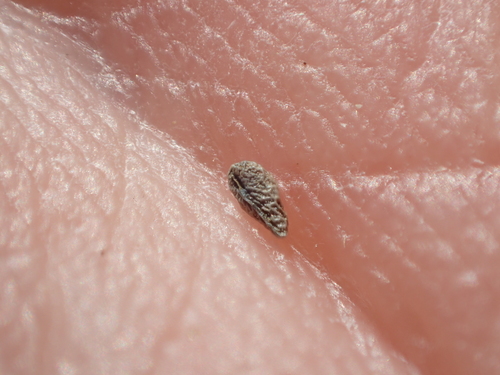 Image of Plagiobothrys undulatus by no rights reserved