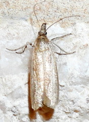 Tampa dimediatella