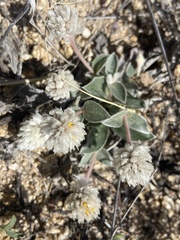 Gomphrena caespitosa
