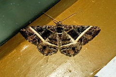 Harutalcis atrostipata