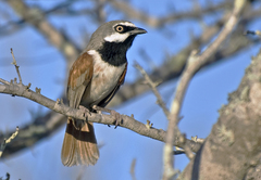 Calicalicus rufocarpalis
