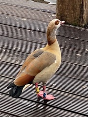 Alopochen aegyptiaca