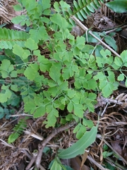 Corydalis balansae