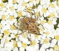 Oxyopes heterophthalmus
