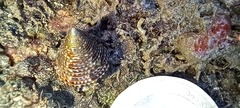 Calliostoma zizyphinum