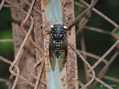 Cryptotympana mandarina