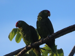 Amazona autumnalis salvini