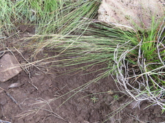 Aristida diffusa