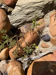 Rhynchopsidium sessiliflorum