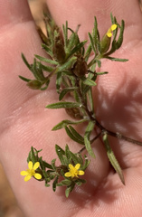 Rhynchopsidium sessiliflorum