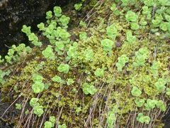 Hypericum nummularium