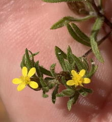 Rhynchopsidium sessiliflorum