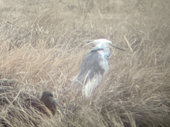 Egretta thula × tricolor