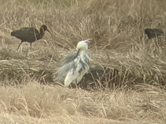 Egretta thula × tricolor
