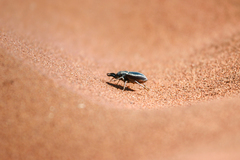 Calognathus chevrolati eberlanzi