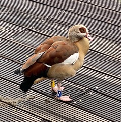 Alopochen aegyptiaca
